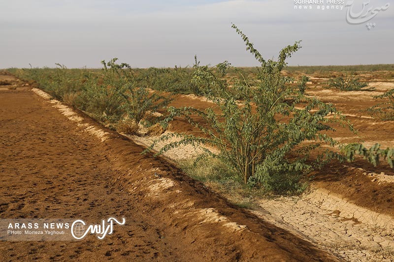 گزارش تصویری / بازدید وزیر جهاد کشاورزی از روند احیای تالاب منصوره و کانال آبرسانی به کانون های ریزگرد