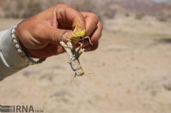 مبارزه با آفت ملخ در مزارع نیشکر خوزستان وارد مرحله جدیدی شد