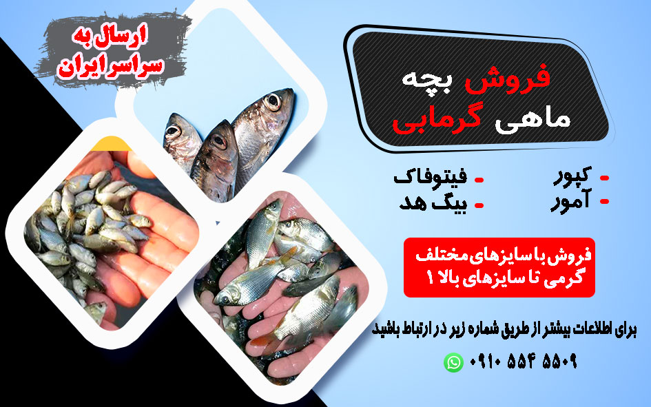 فروش بچه ماهی گرمابی
