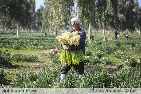 تصاویر / نرگس زار بهبهان