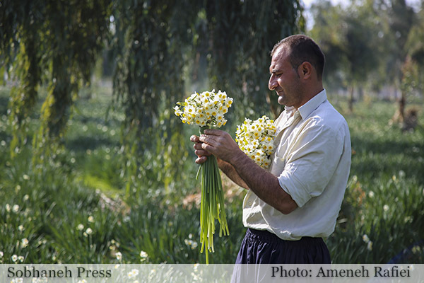 تصاویر / نرگس زار بهبهان
