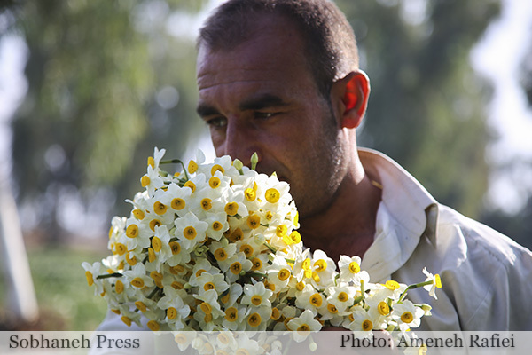 تصاویر / نرگس زار بهبهان