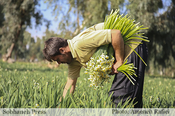 تصاویر / نرگس زار بهبهان