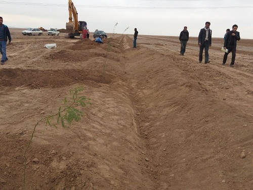 گزارش تصویری از آغاز نهال کاری در کانون داخلی ریزگردها توسط موسسه جهاد نصر