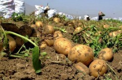 کردستان چهارمین استان تولیدکننده سیب زمینی در کشور ‌