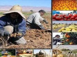 ایجاد نقدینگی پیامد مثبت ارائه محصولات کشاورزی در بورس کالا است
