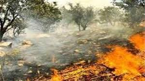 در روزهای نهال کاری، حال جنگل های بلوط خوزستان خراب است
