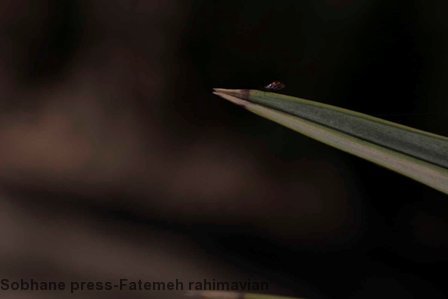 تصاویر / گشتی در تالاب شادگان