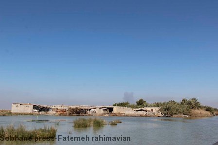 تصاویر / گشتی در تالاب شادگان