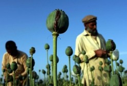 افغانستان تولید کننده 90 درصد تریاک دنیا