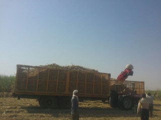 آغاز برداشت محصول و قرائت دعای شکر در واحد نیشکر دهخدا+عکس