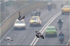 خودروها عامل ۸۰ درصد آلودگی هوا
