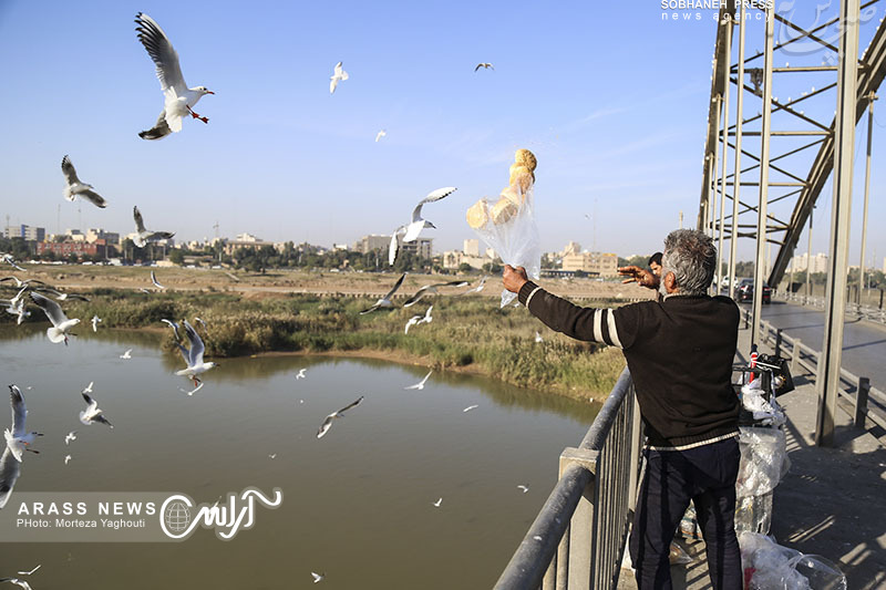 گزارش تصویری / ورود نخستین گروه از پرندگان مهاجر به ساحل کارون در اهواز
