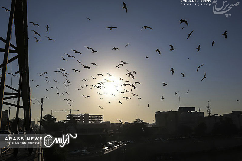 گزارش تصویری / ورود نخستین گروه از پرندگان مهاجر به ساحل کارون در اهواز