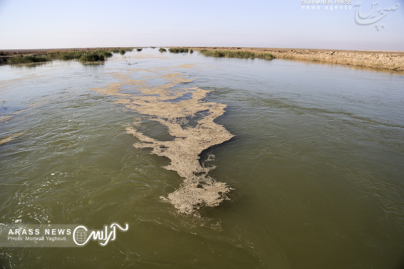 گزارش تصویری/مهاجرت پرندگان به تالاب هور العظیم