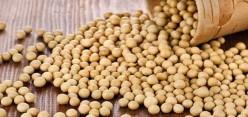 مضرات احتمالی سویا