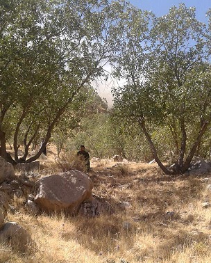 آتش سوزی جنگل های بالای تشان با همکاری مسئولان بحران خوزستان مهار شده است+تصاویر