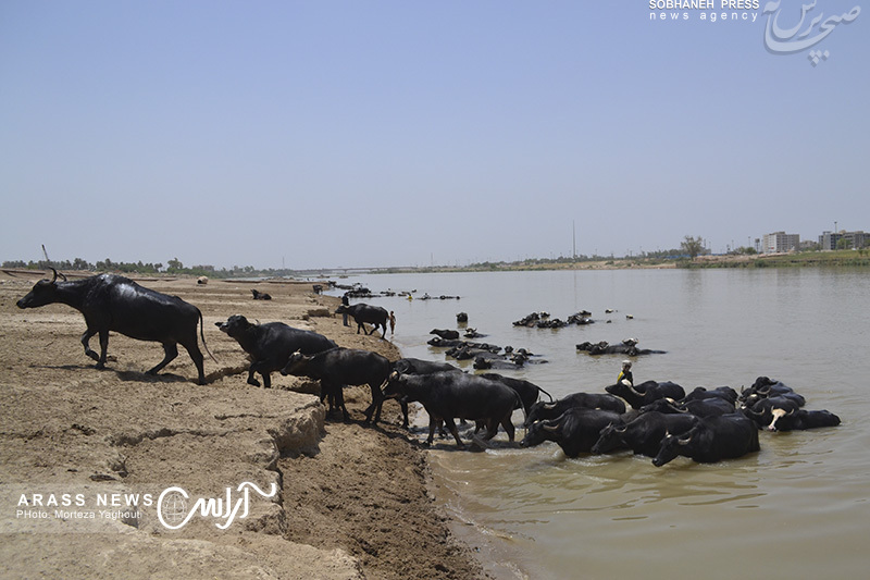 گزارش تصویری 1 / شنا در حاشیه رودخانه کارون گاومیش آباد برای فرار از گرمای طاقت‌فرسای این روزهای اهواز