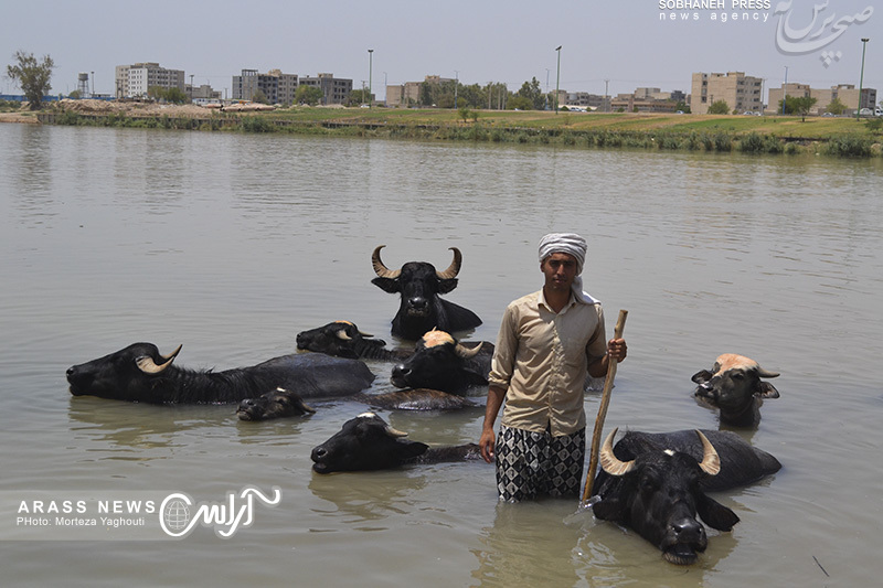 گزارش تصویری 1 / شنا در حاشیه رودخانه کارون گاومیش آباد برای فرار از گرمای طاقت‌فرسای این روزهای اهواز
