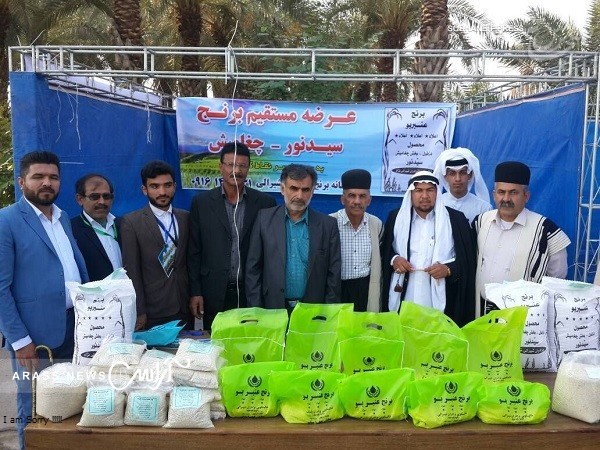 برای اولین بار در استان خوزستان؛برگزاری جشنواره برنج در چغامیش دزفول + تصاویر