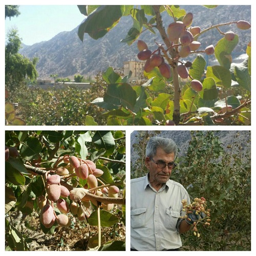 برداشت مهمترین محصول کشاورزی صادراتی ایران در ایذه؛ خوزستان در قله توسعه و تنوع محصولات کشاورزی