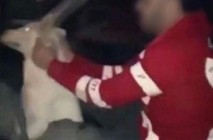 خبر دستگیری فرد سگ آزار صحت ندارد