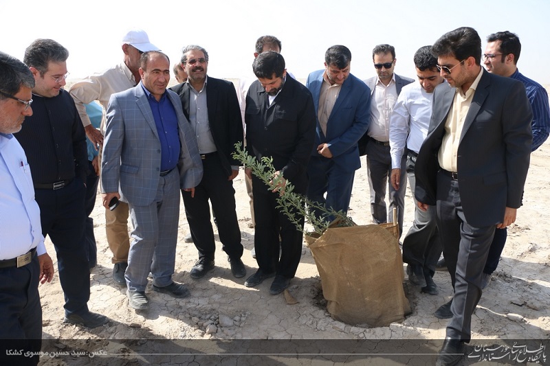 وضعیت امیدوار کننده رشد نهال ها در کانون های ریزگرد