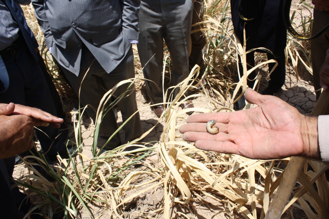 گزارش تصویری / بازدید استاندار خوزستان از مزارع بحران زده نیشکر کشت و صنعت دهخدا