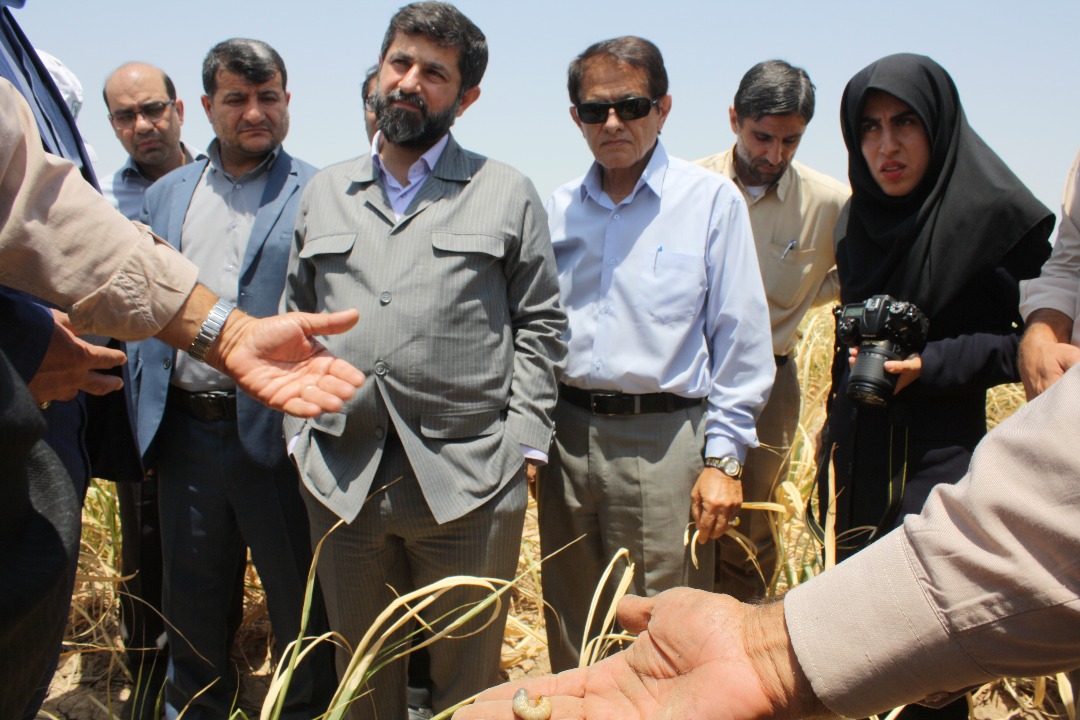 گزارش تصویری / بازدید استاندار خوزستان از مزارع بحران زده نیشکر کشت و صنعت دهخدا