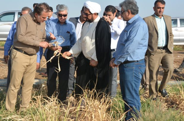 معیشت هزاران خوزستانی به نیشکر وابسته است / اتحاد برای تامین حق آبه کارون راهی برای گریز از بحران کم آبی / برای حفظ صنعت نیشکر و نخلستان ها باید تلاش کرد / کشت متنوع در استان های دیگر و خشکی مزارع نیشکر به دلیل بی آبی ، از عدالت به دور است