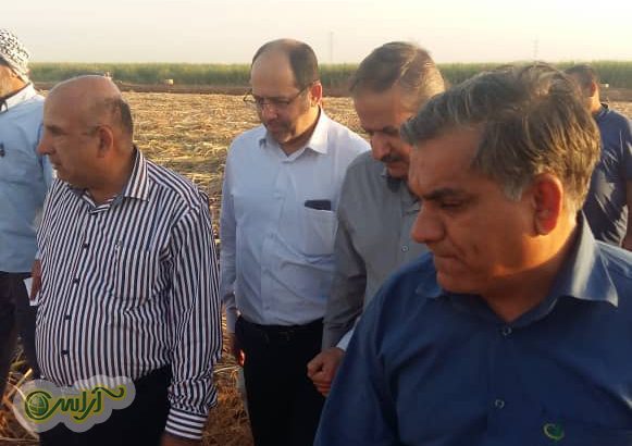 برنامه ریزی برای کشت سه هزار و ۲۰۰ هکتار نیشکر در کشت و صنعت فارابی