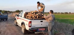 دستبند قانون بر دستان عامل قطع درختان کنار در شعیبیه شوشتر دستبند قانون بر دستان عامل قطع درختان کنار در شعیبیه شوشتر