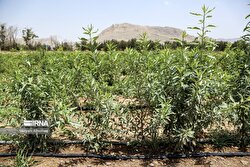 اجرای ۲۷ هزار هکتار درختکاری برای مدیریت ریزگردها در خوزستان