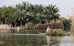ژاپن در حفاظت از «تالاب شادگان» چگونه کمک کرده است؟